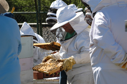 Checking a Hive Brood Frame